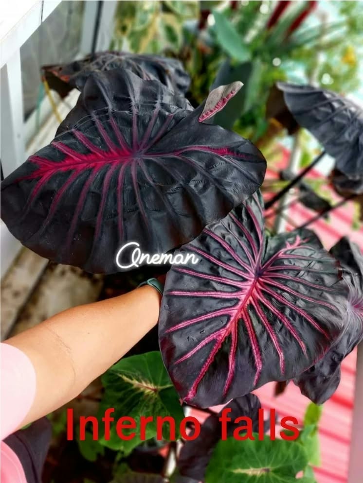 Colocasia Inferno Falls