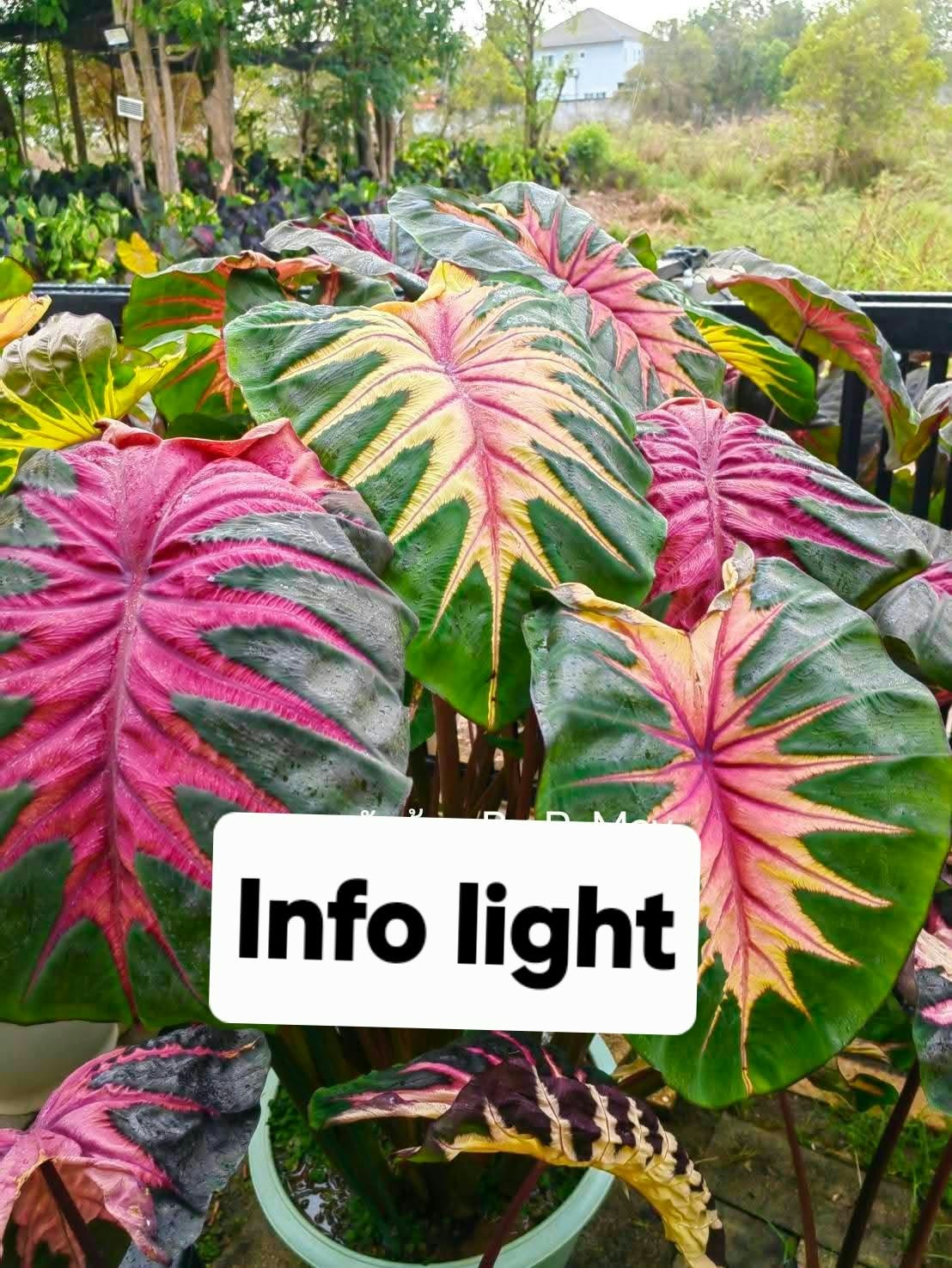 Colocasia Info Light