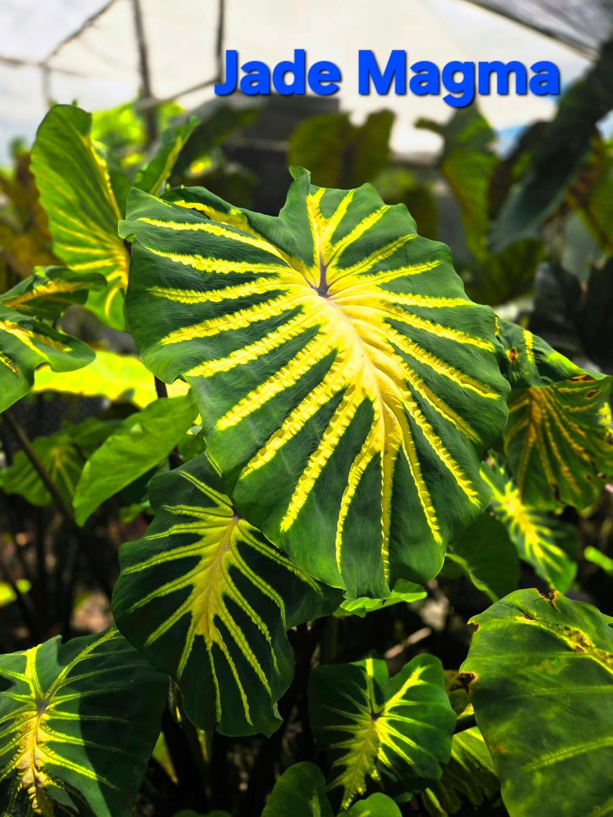 Colocasia Jade Magma