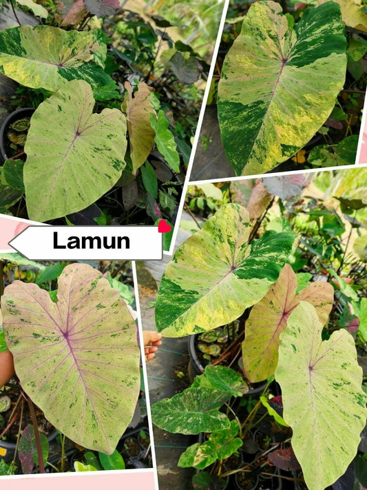 Colocasia Lamun