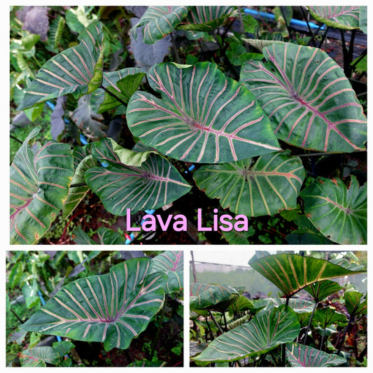 Colocasia Lava Lisa