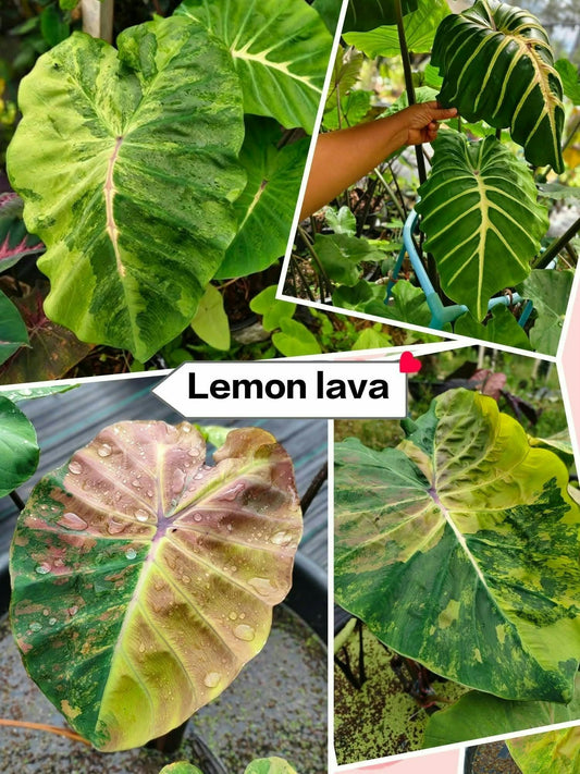 Colocasia Lemon Lava