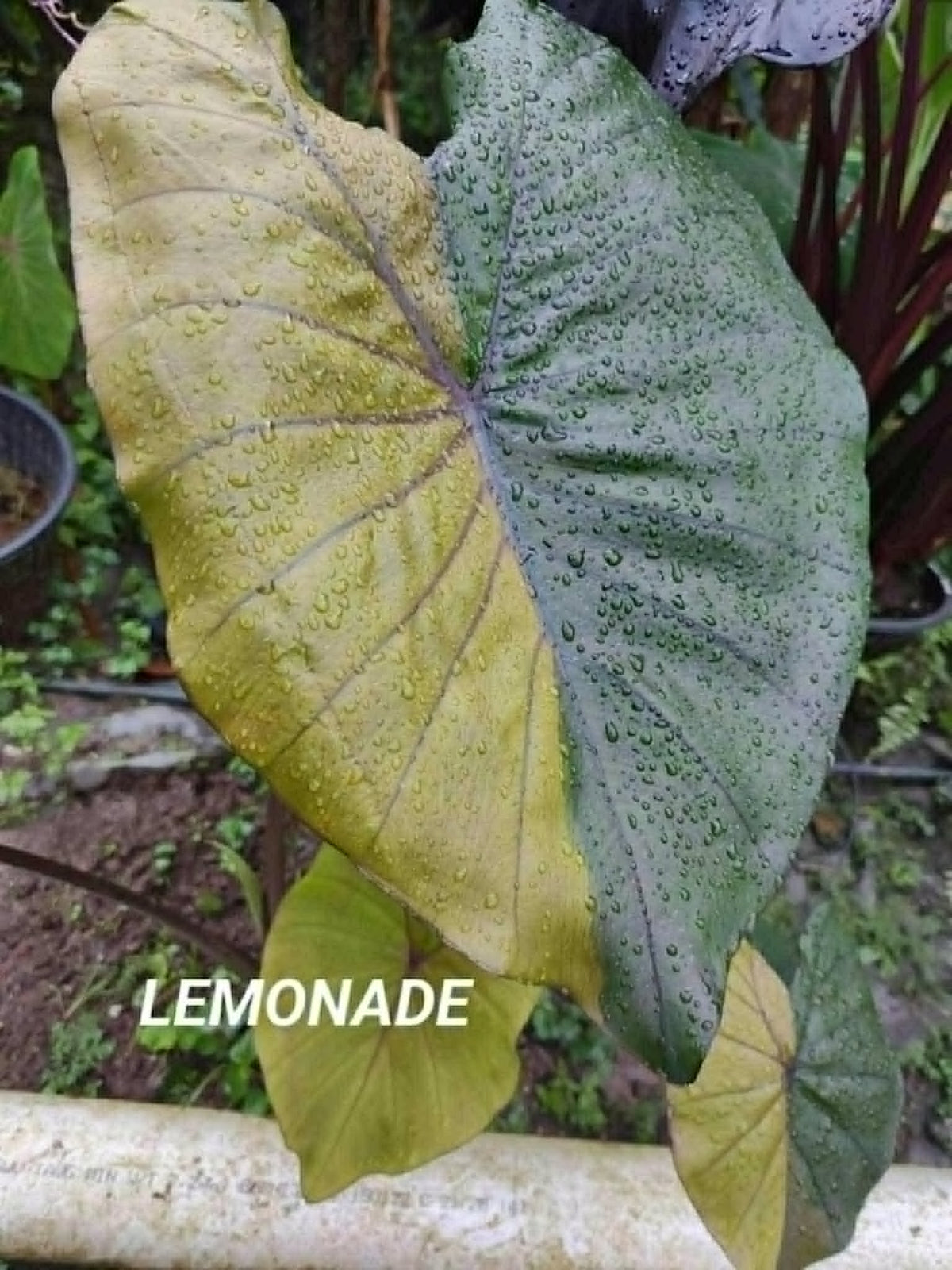 Colocasia Lemonade