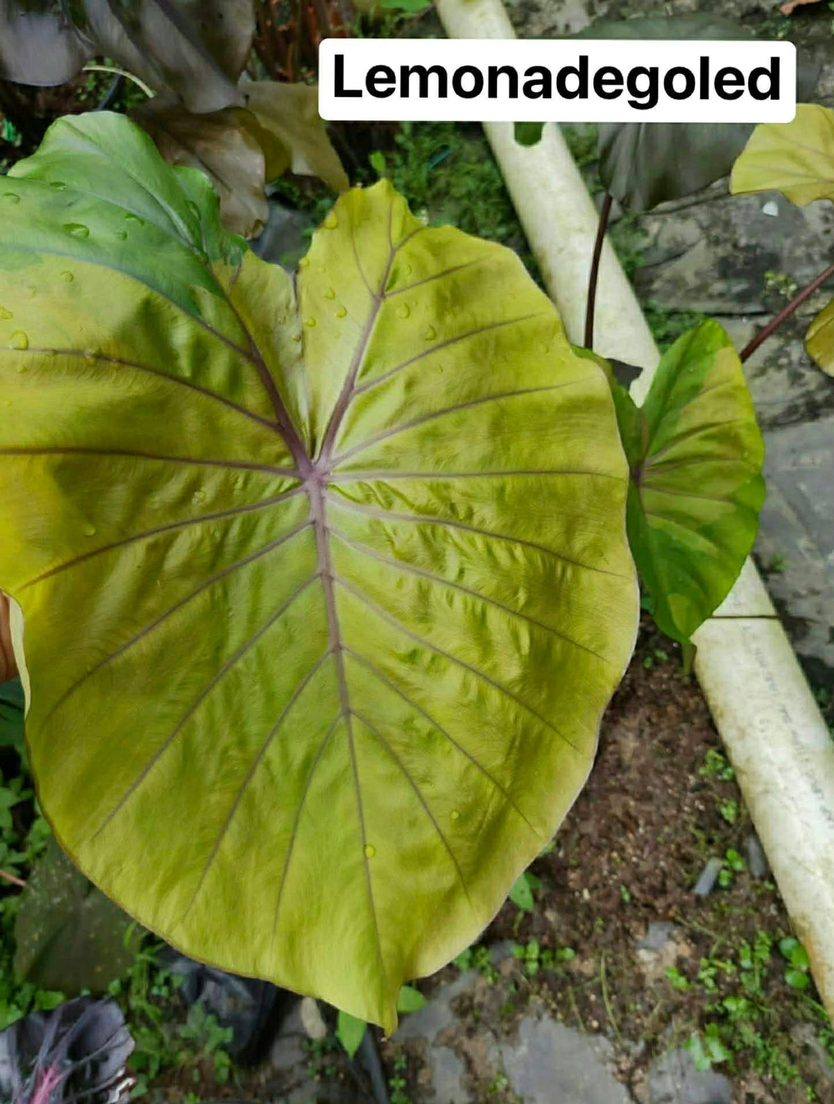 Colocasia Lemonade Gold