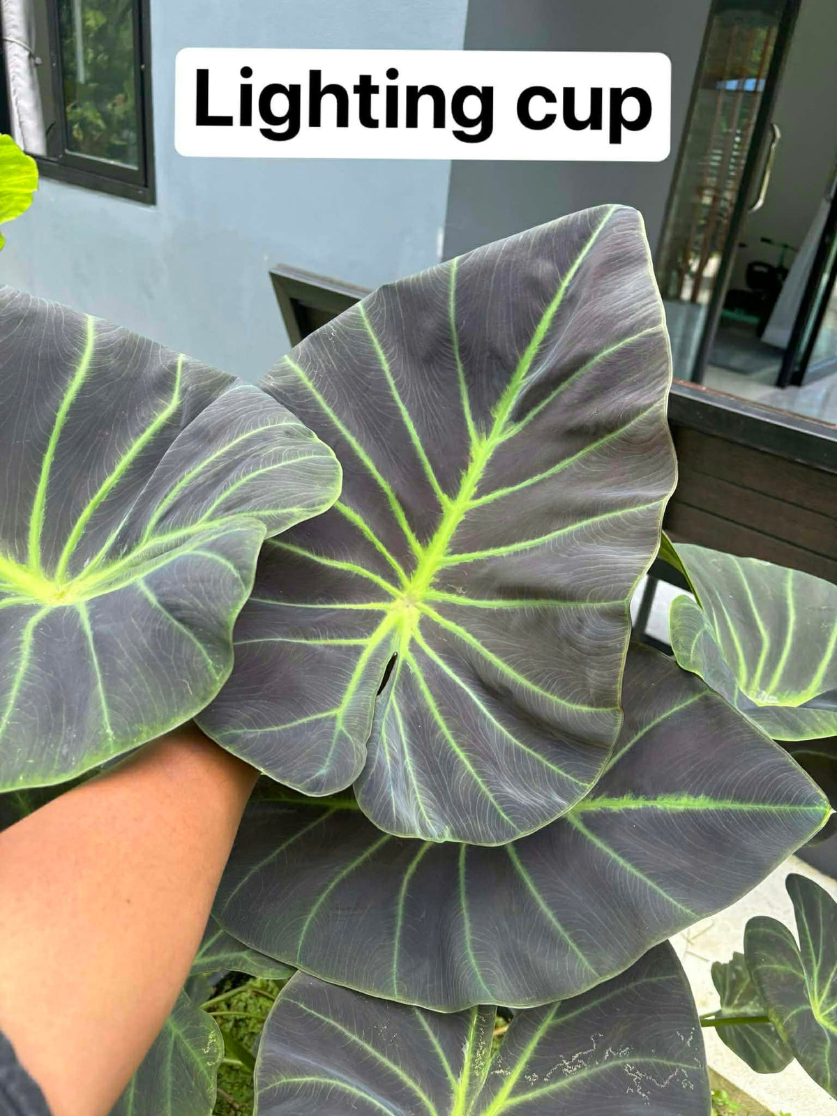 Colocasia Lighting Cup