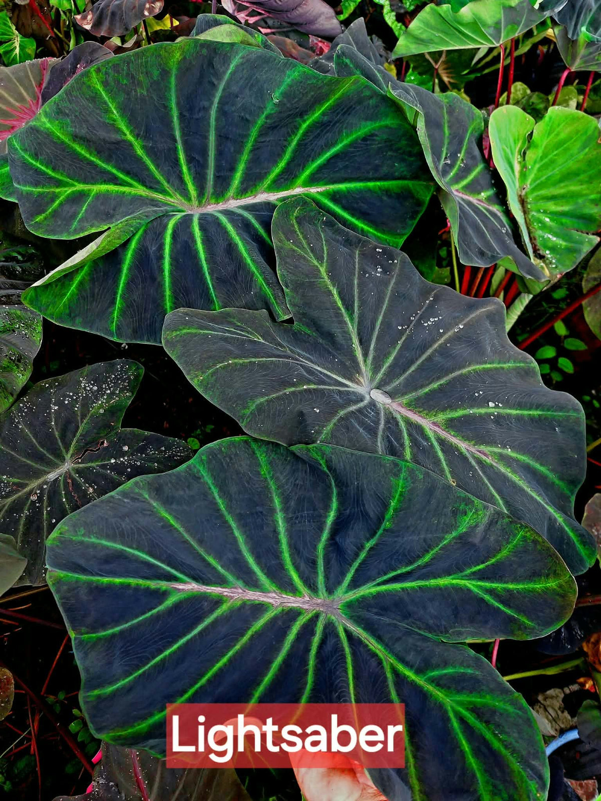 Colocasia Lightsaber