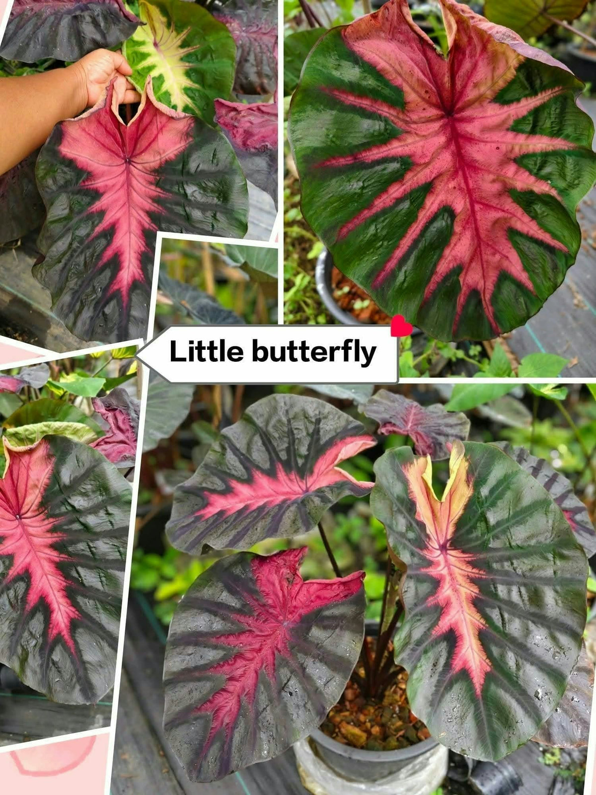 Colocasia Little Butterfly