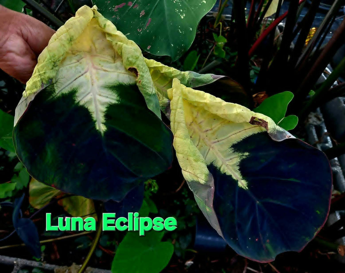 Colocasia Luna Eclipse