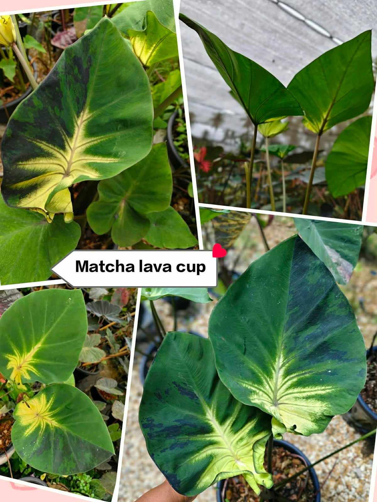 Colocasia Matcha Lava Cup