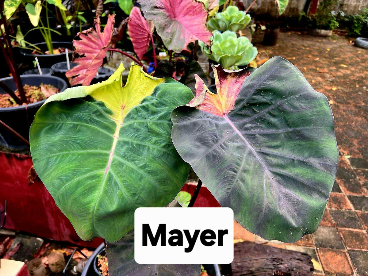 Colocasia Mayer