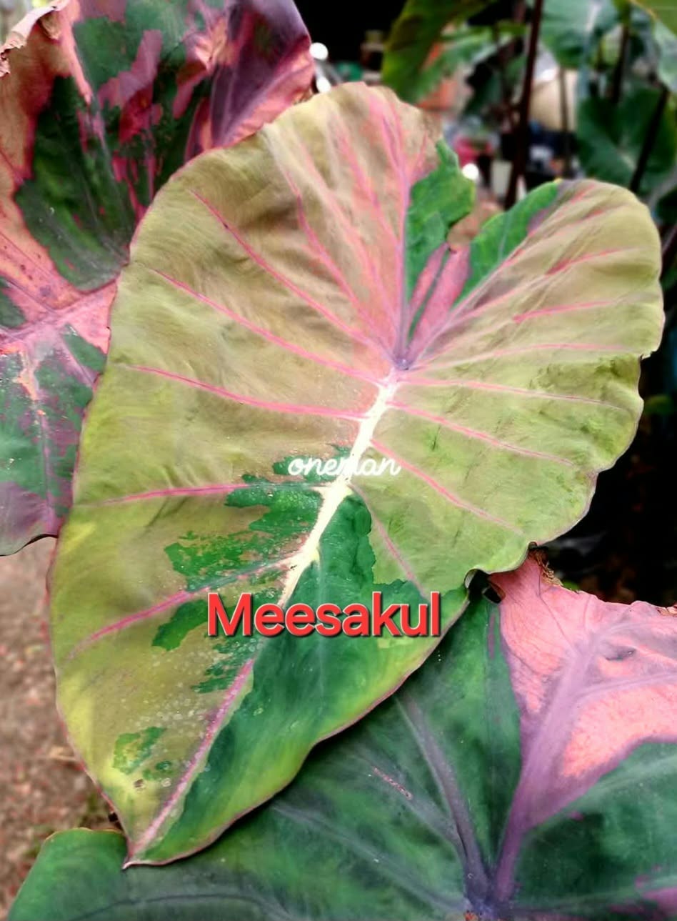 Colocasia Meesakul