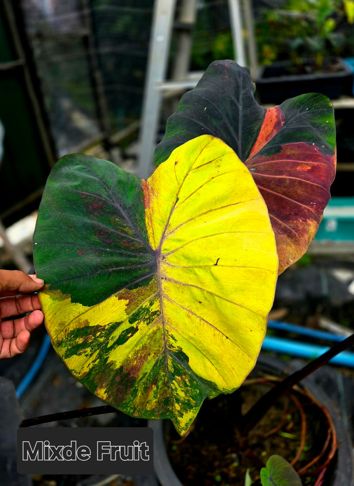 Colocasia Mixed Fruit