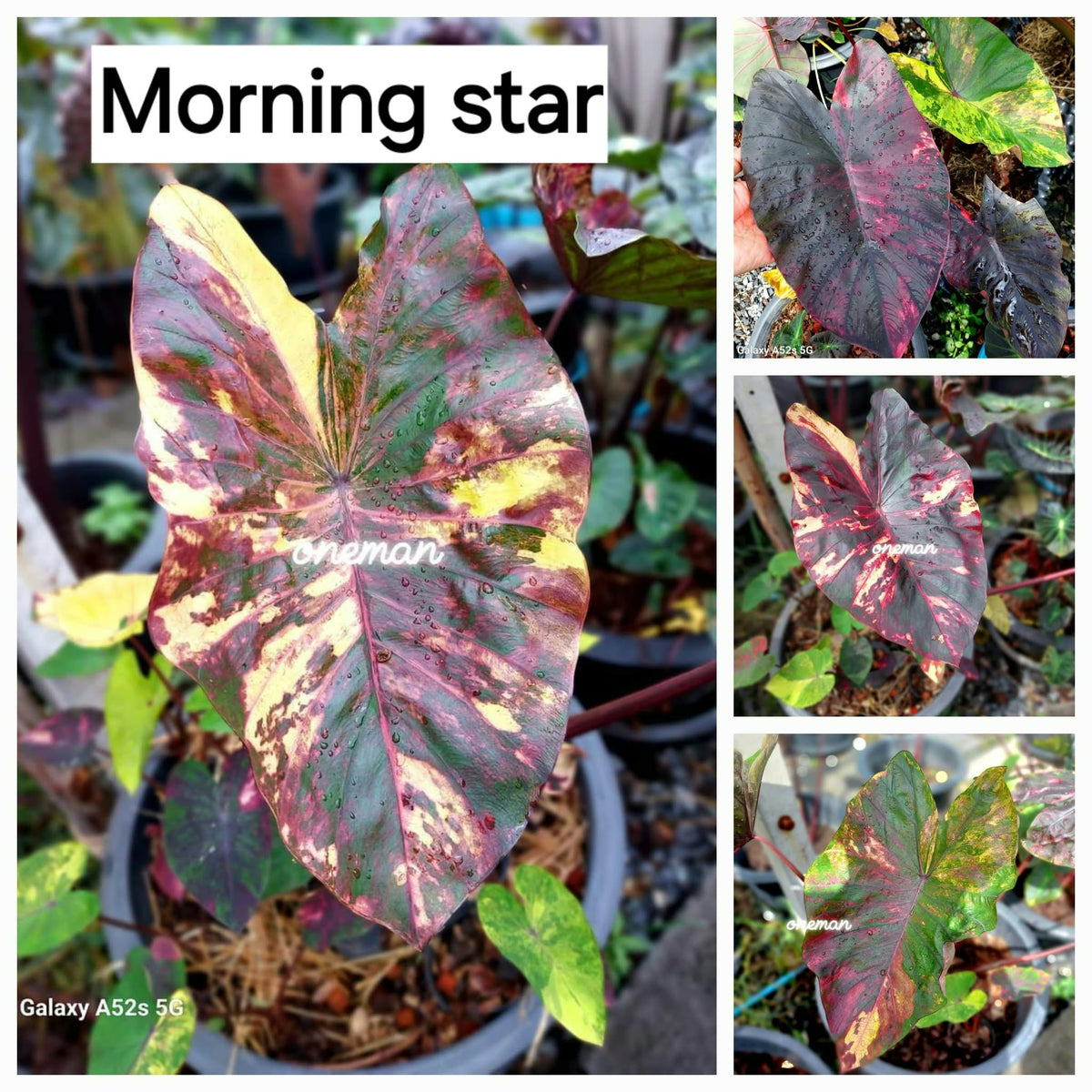 Colocasia Morning Star