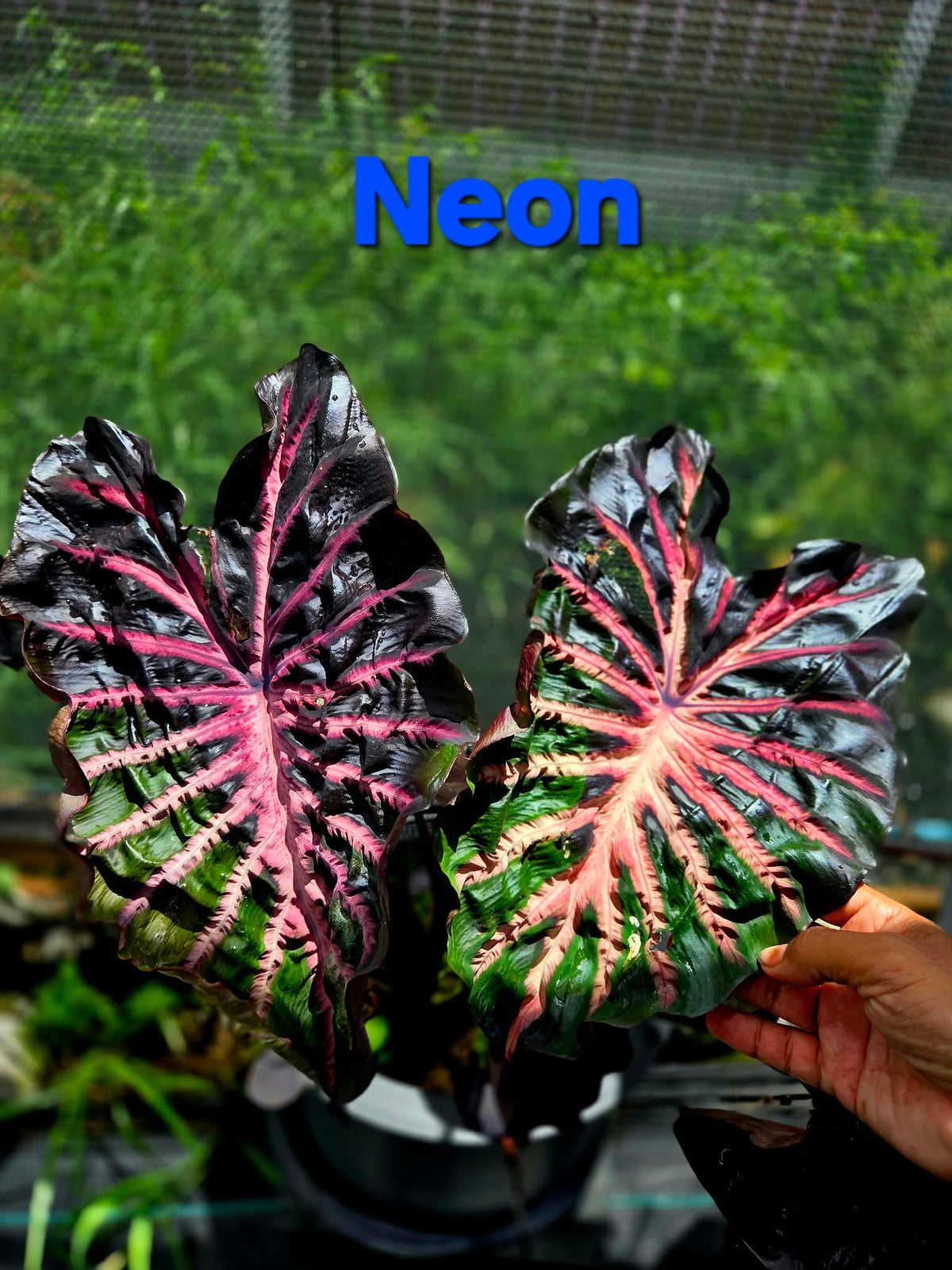 Colocasia Neon