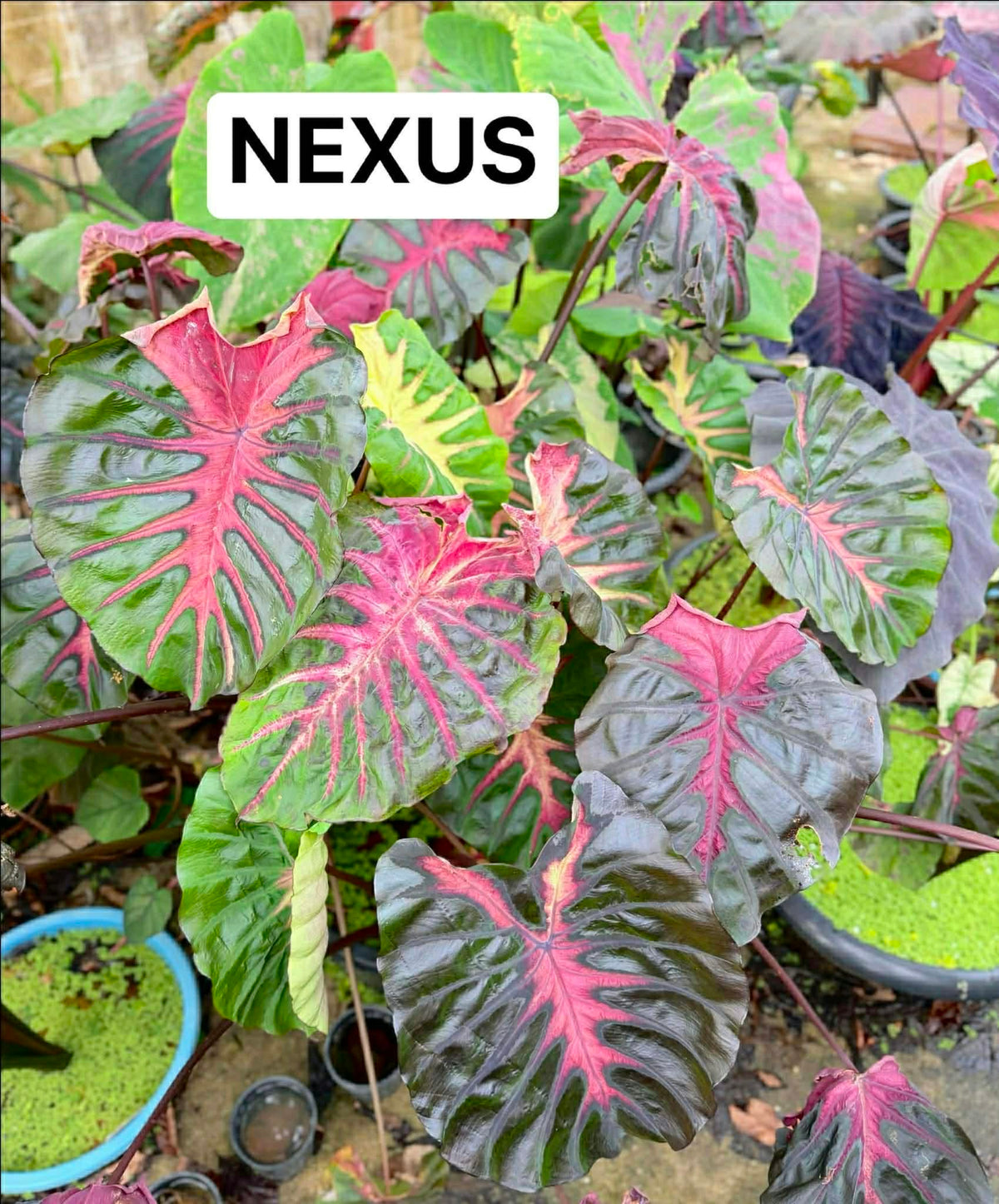 Colocasia Nexus