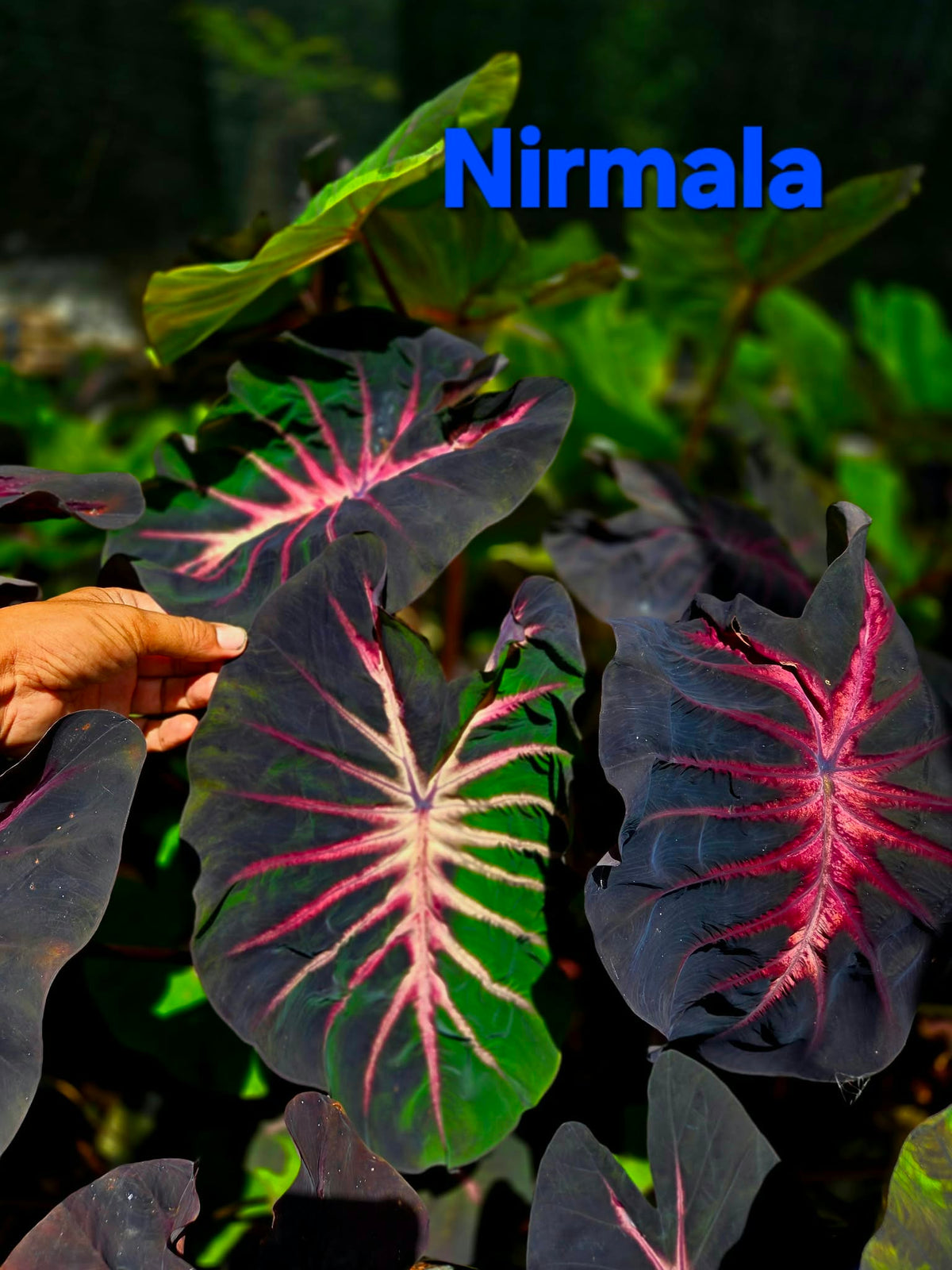 Colocasia Nirmala