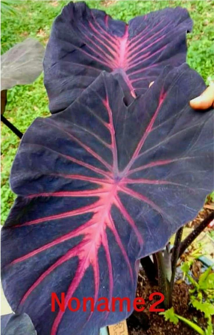Colocasia Noname 2