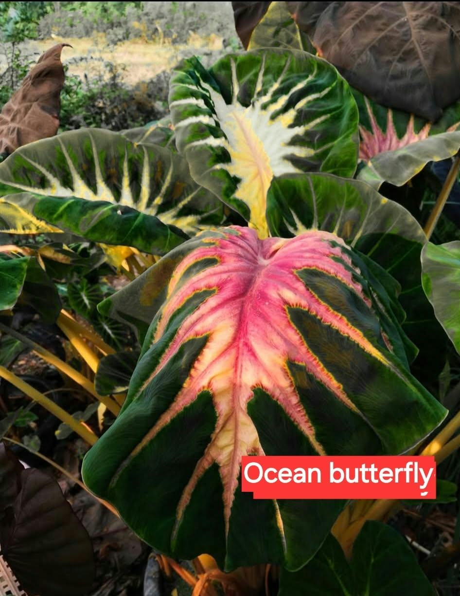 Colocasia Ocean Butterfly