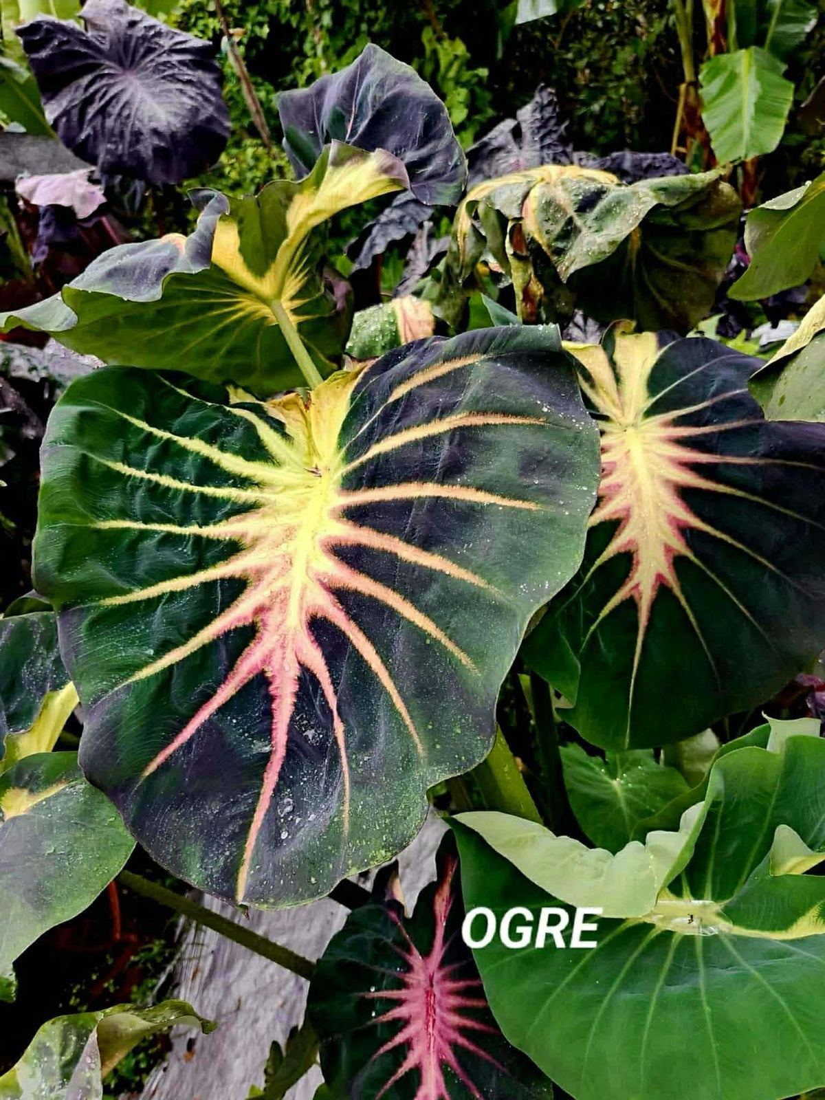 Colocasia Ogre