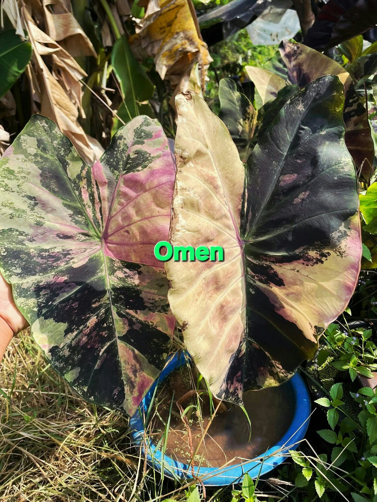 Colocasia Omen