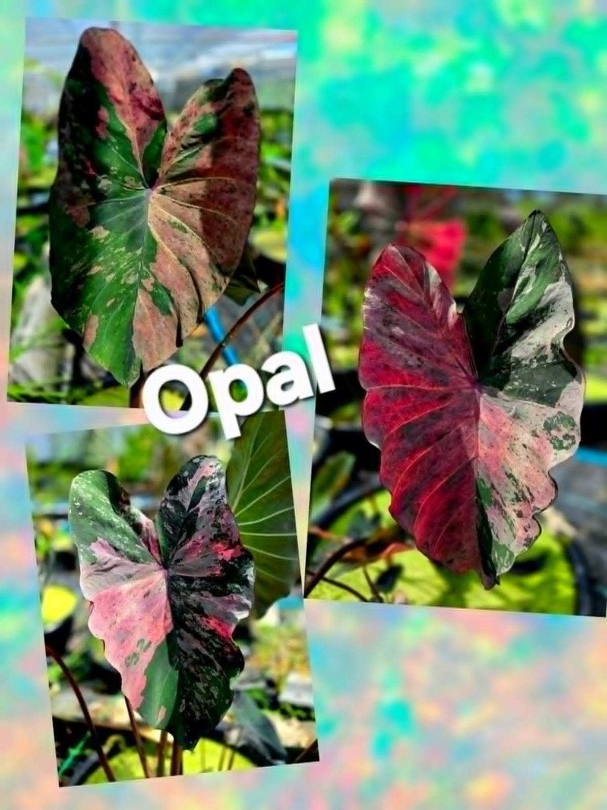 Colocasia Opal