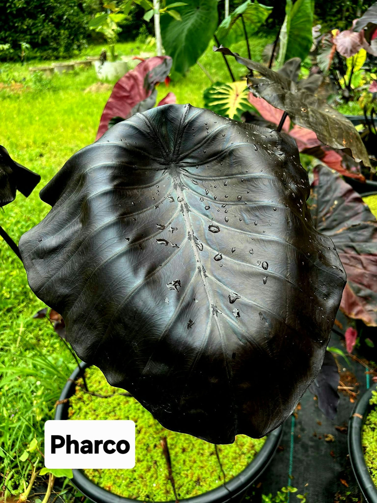 Colocasia Pharco