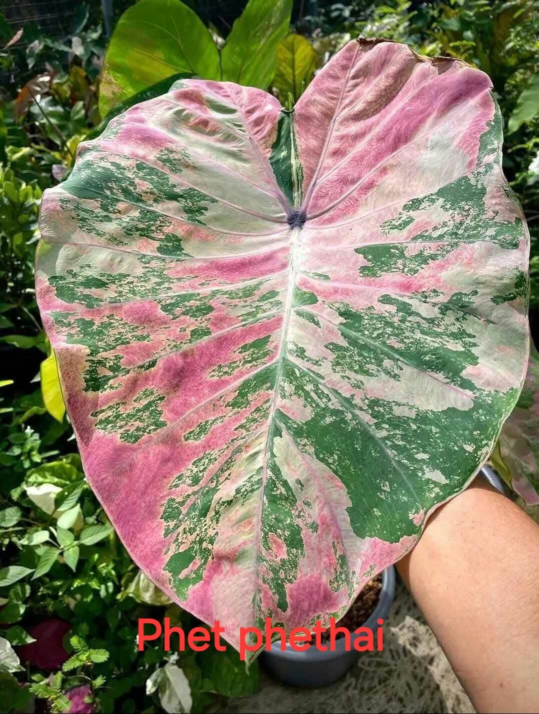 Colocasia Phet Phethai