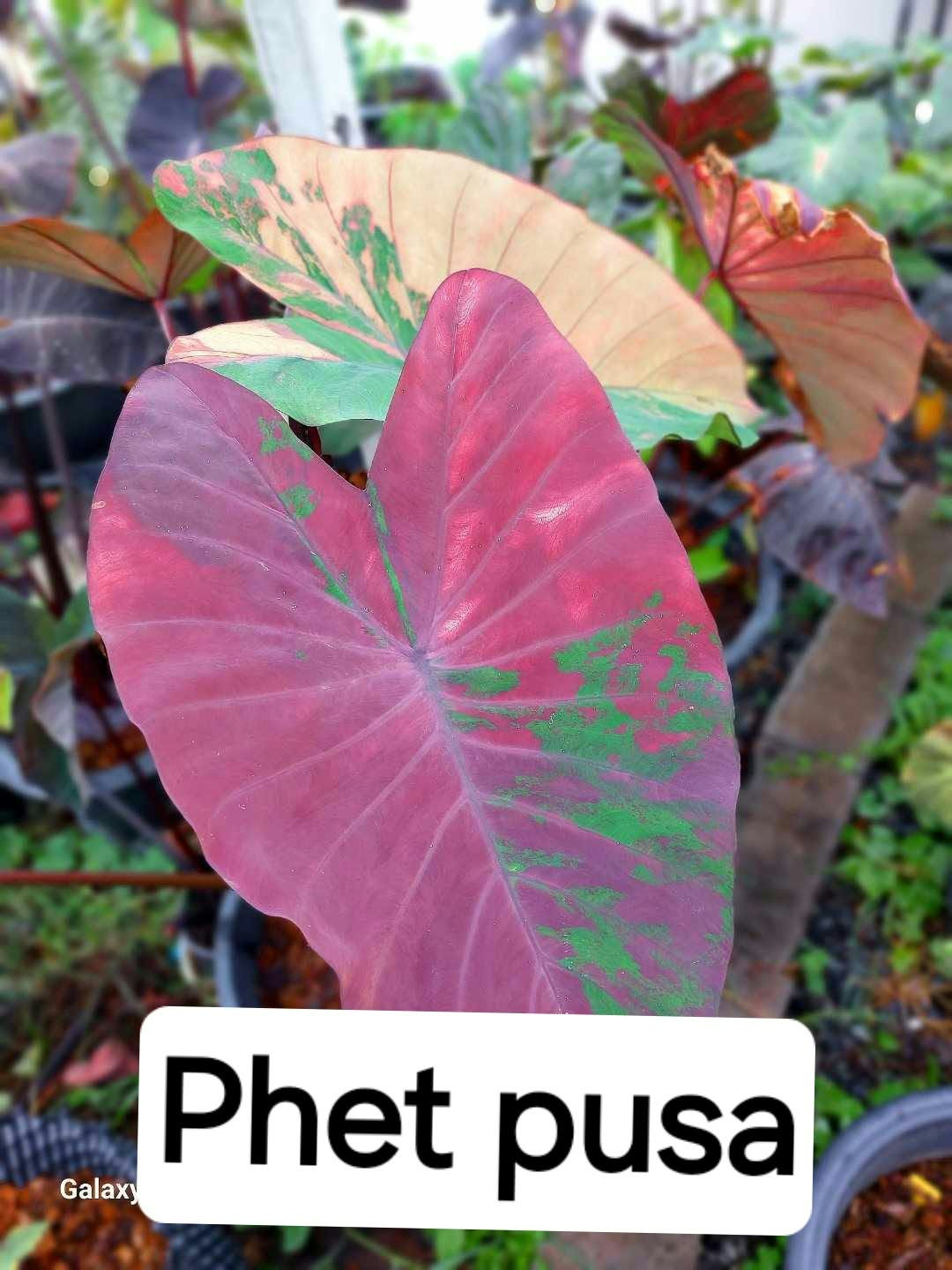 Colocasia Phet Pusa