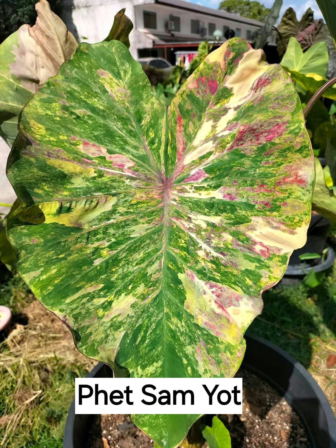 Colocasia Phet Sam Yot
