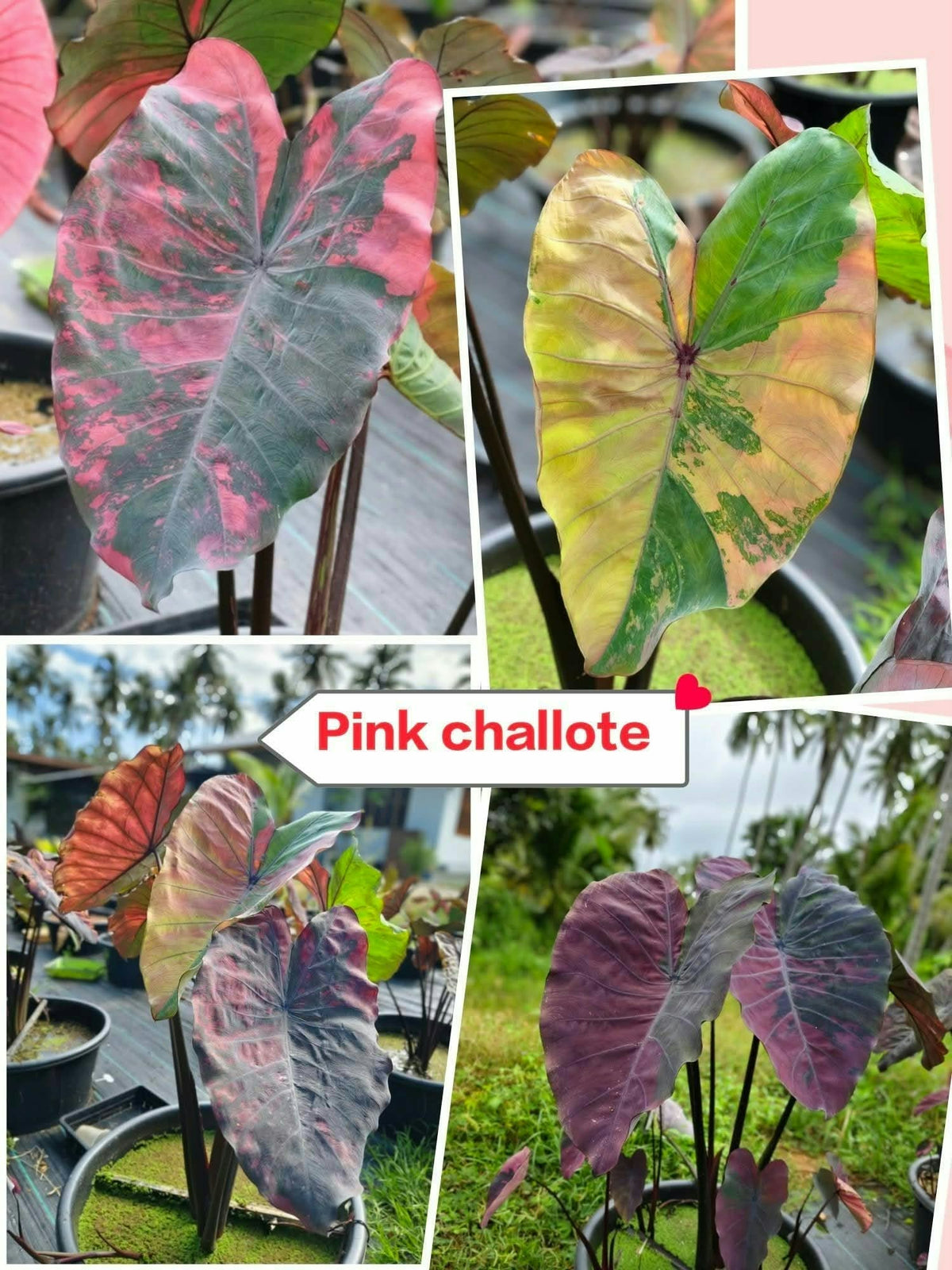 Colocasia Pink Challote