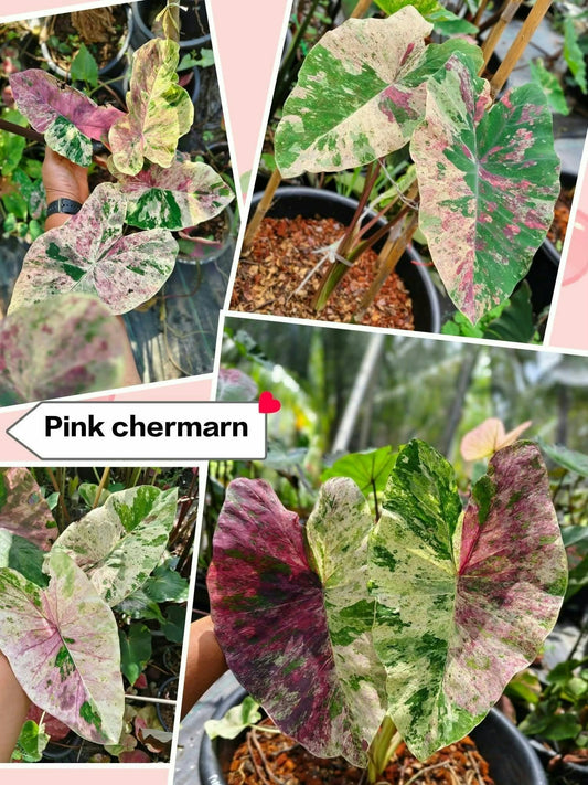 Colocasia Pink Cherman