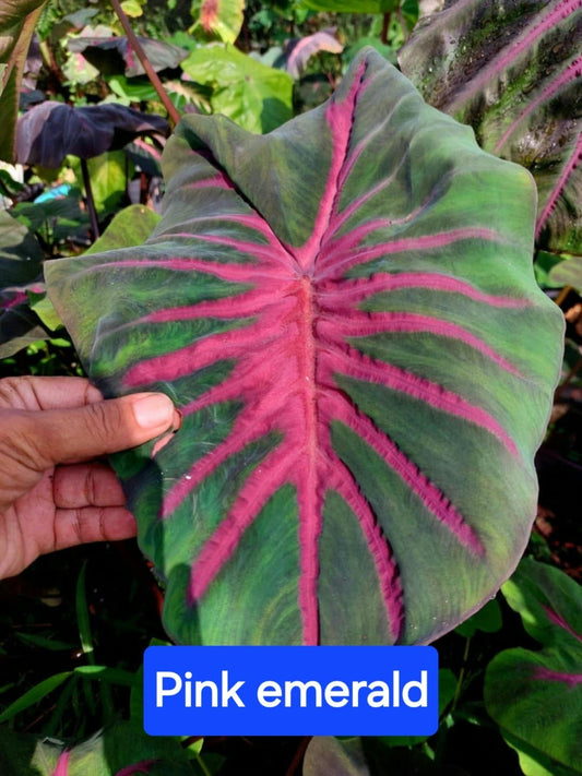 Colocasia Pink Emerald