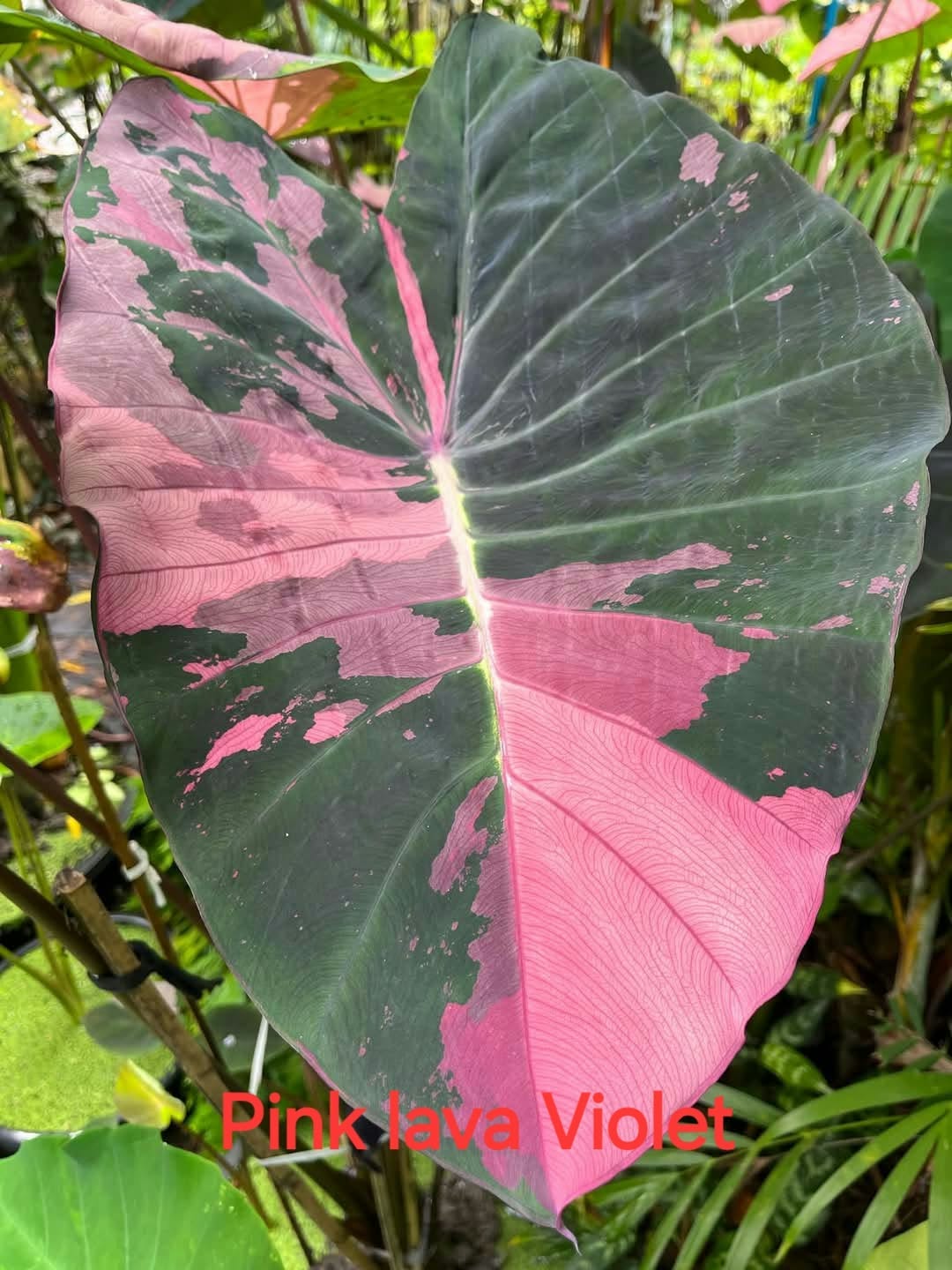 Colocasia Pink Lava Violet