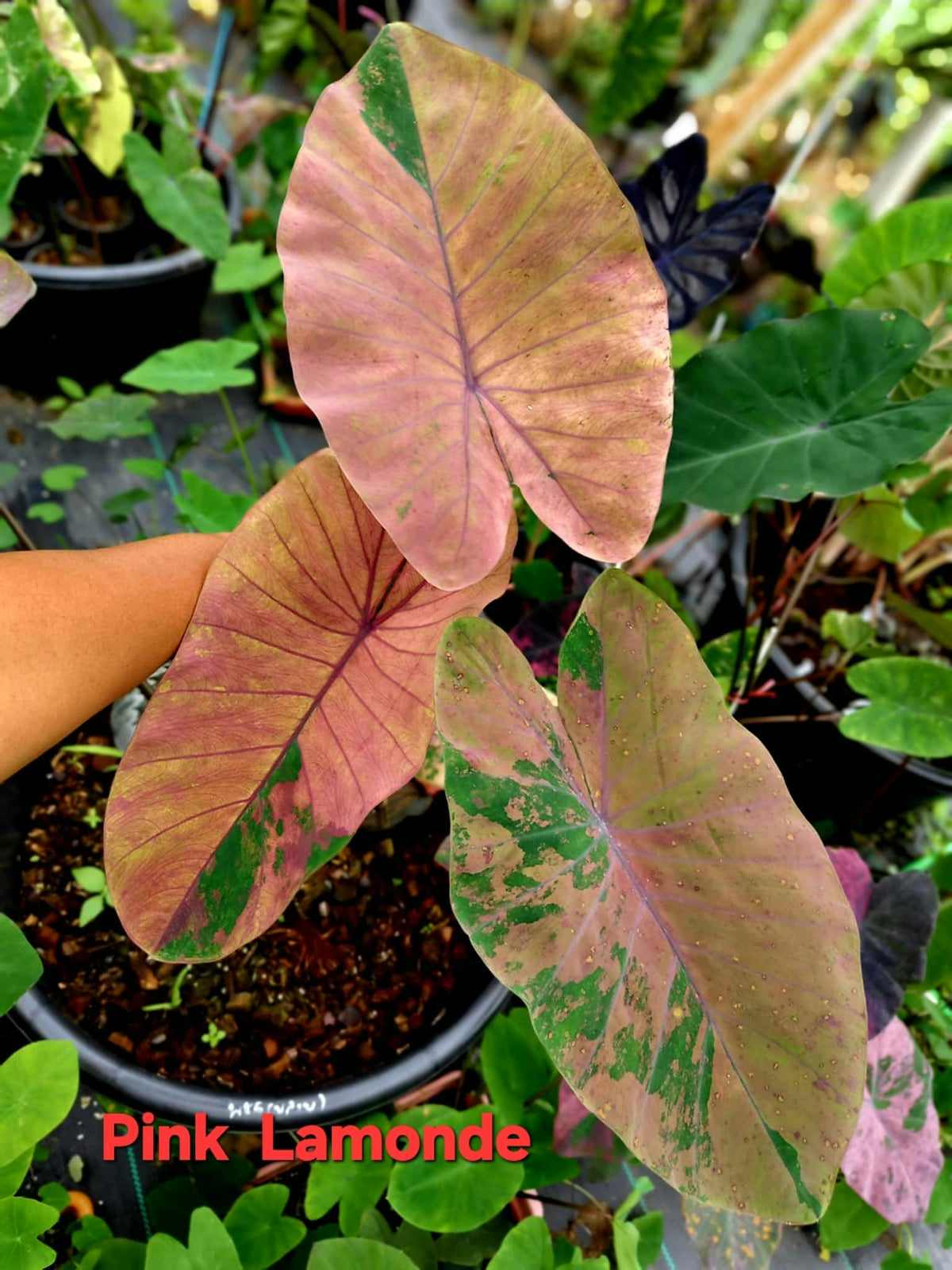 Colocasia Pink Lemonade