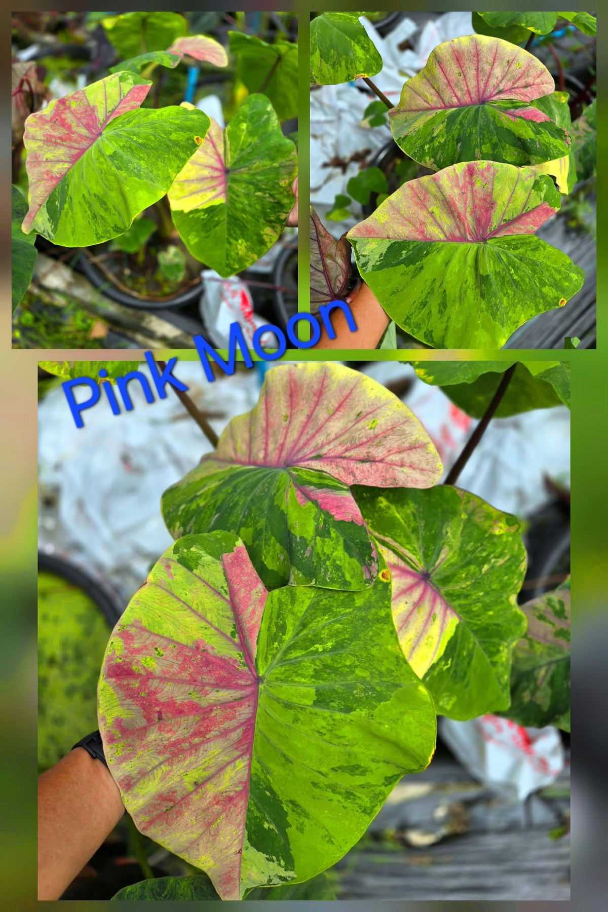 Colocasia Pink Moon