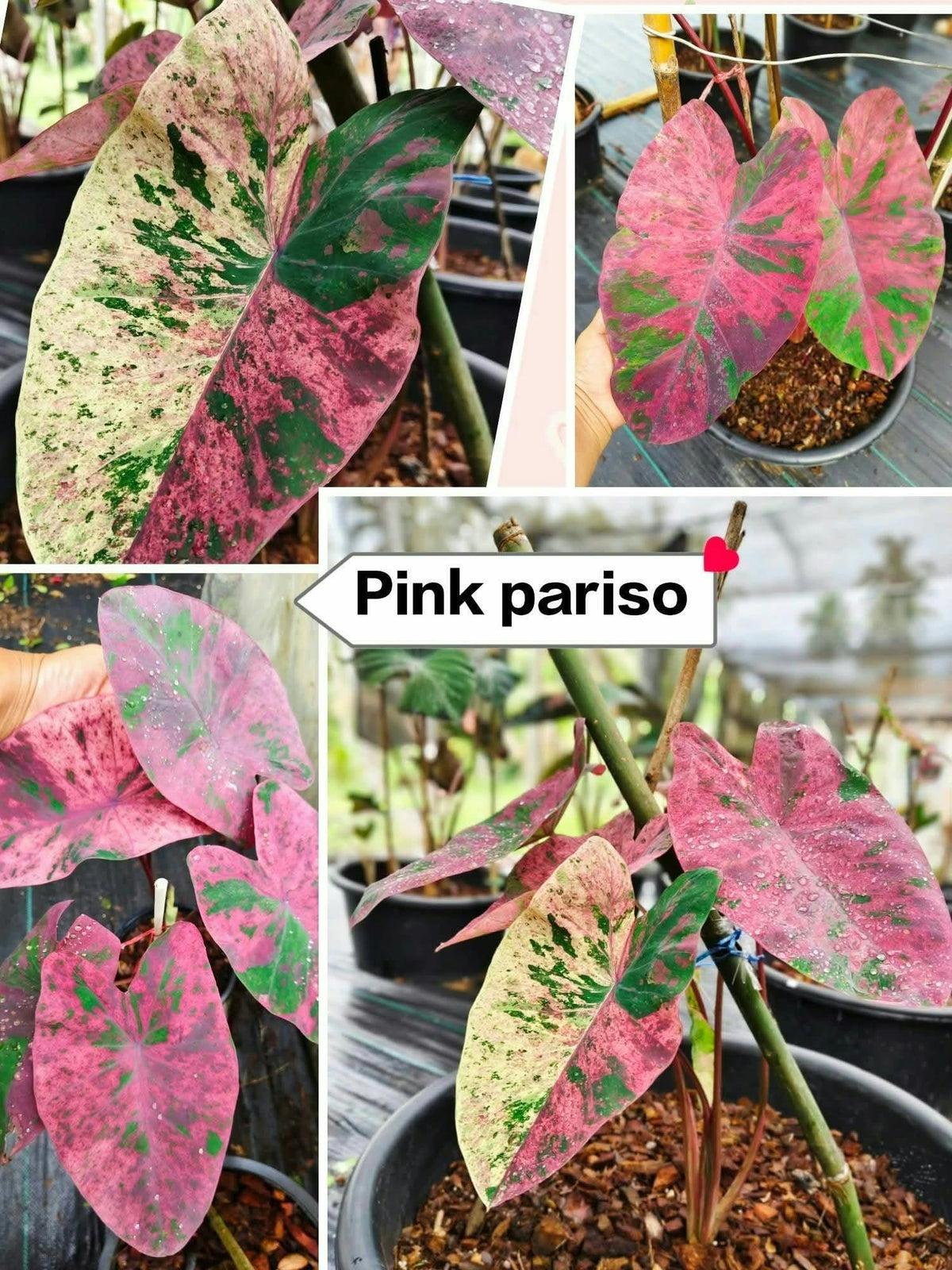 Colocasia Pink Pariso