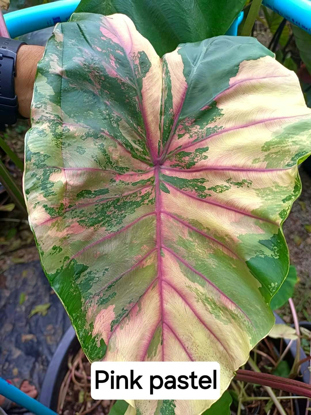 Colocasia Pink Pastel