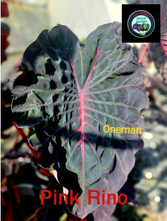 Colocasia Pink Rino