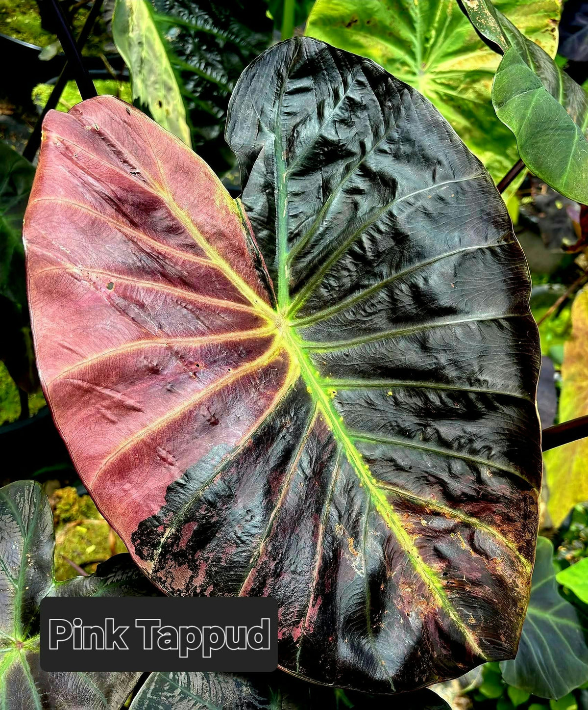 Colocasia Pink Tappud
