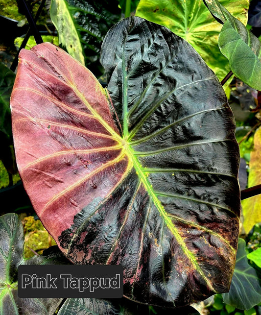 Colocasia Pink Tappud