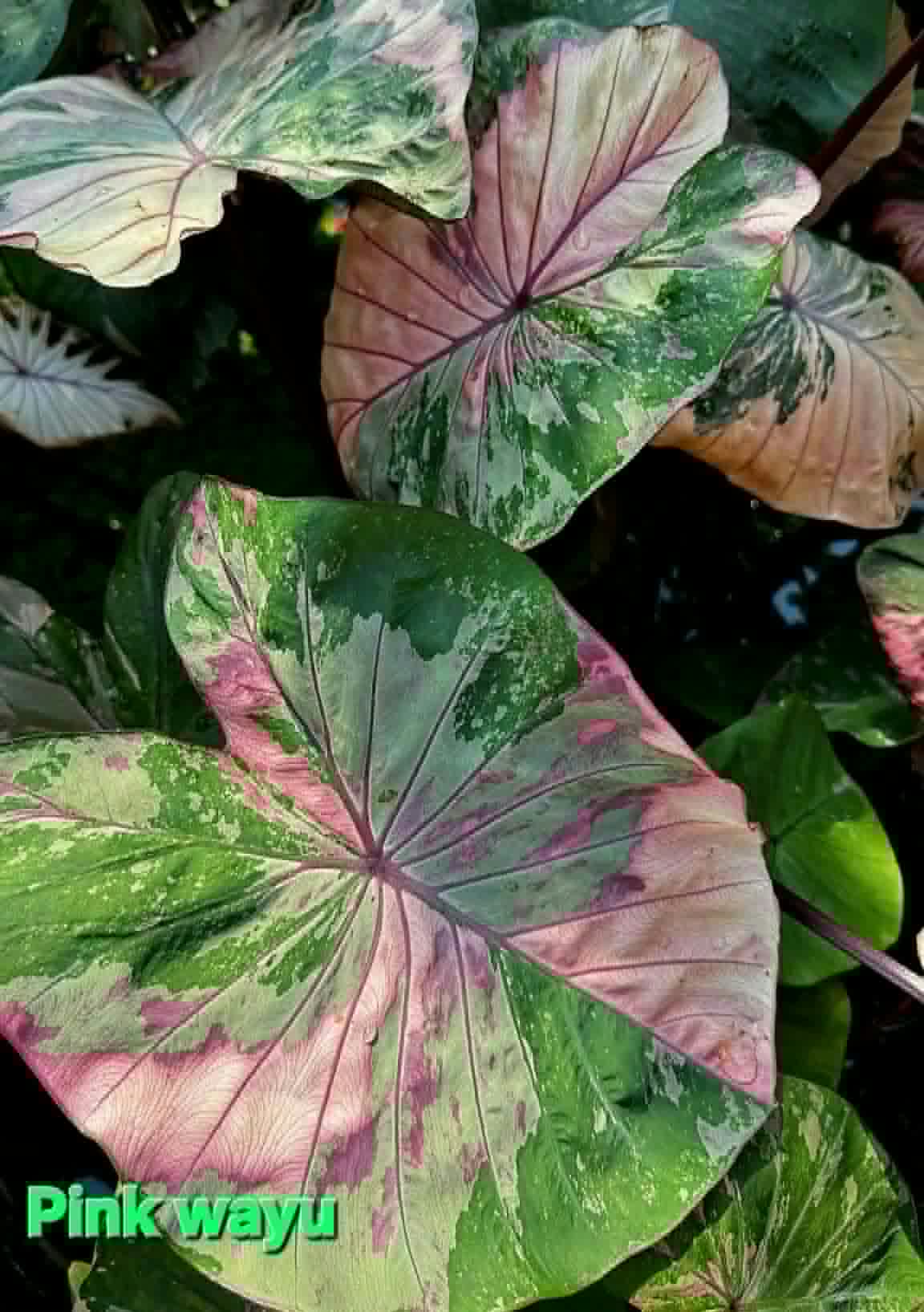 Colocasia Pink Wagyu