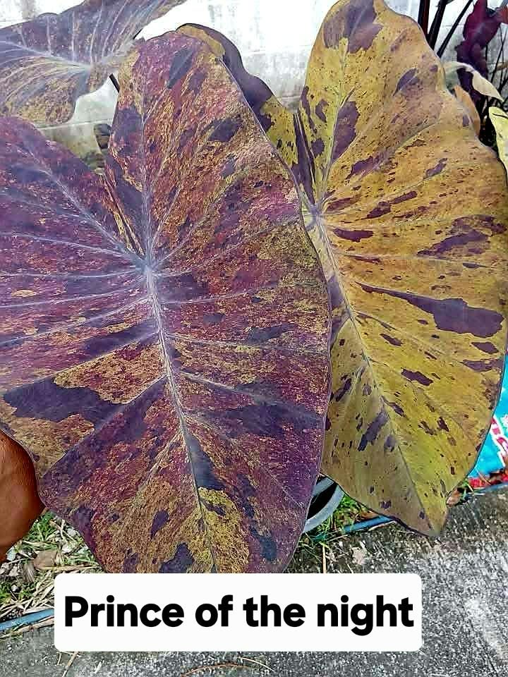 Colocasia Prince of the Night