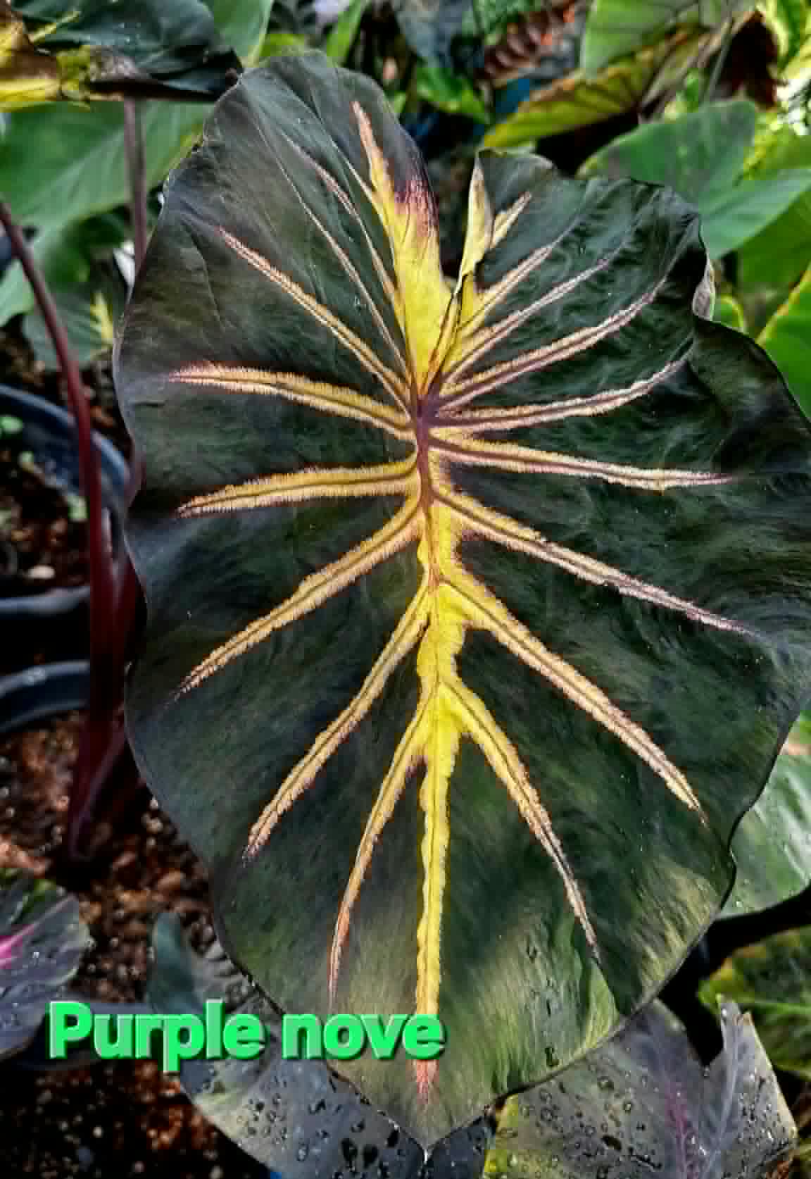 Colocasia Purple Nova