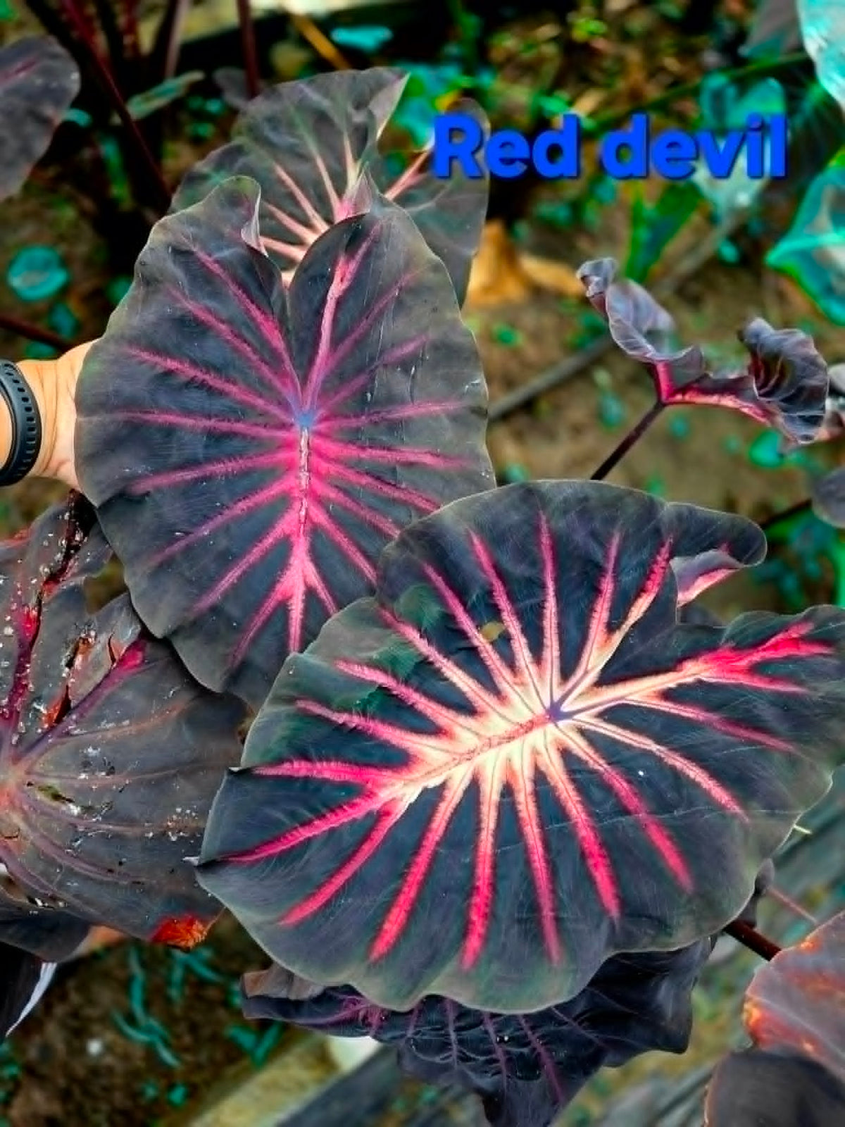 Colocasia Red Devil
