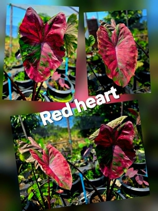 Colocasia Red Heart