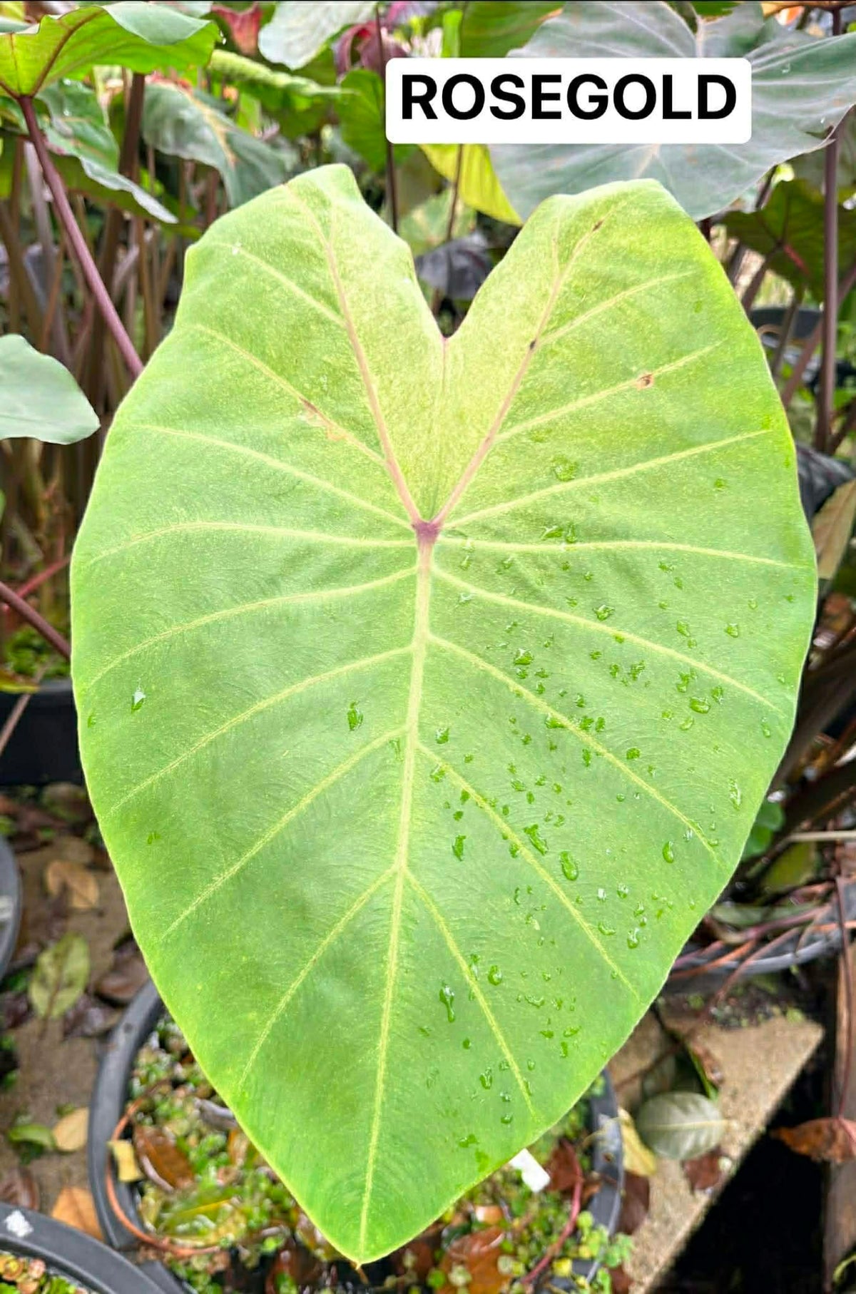 Colocasia Rose Gold