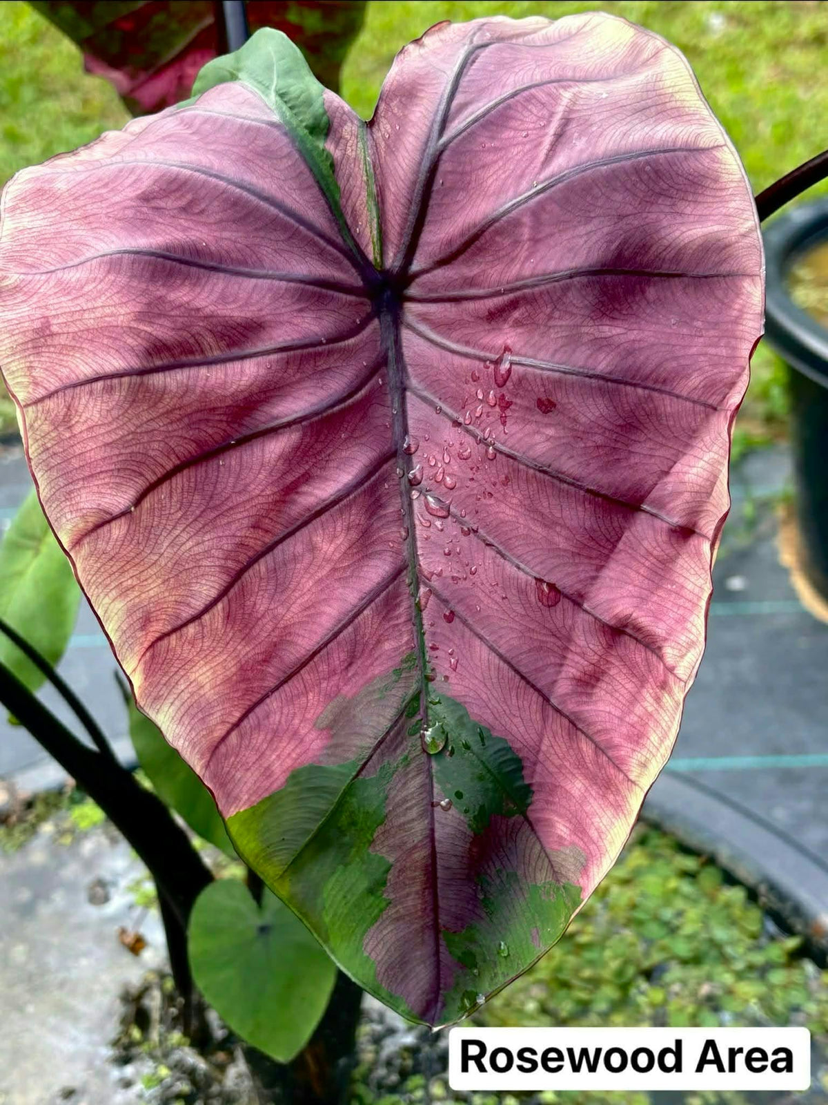 Colocasia Rosewood Area