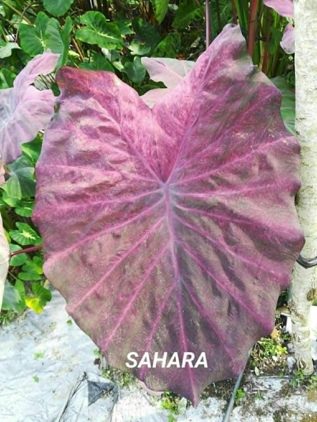 Colocasia Sahara