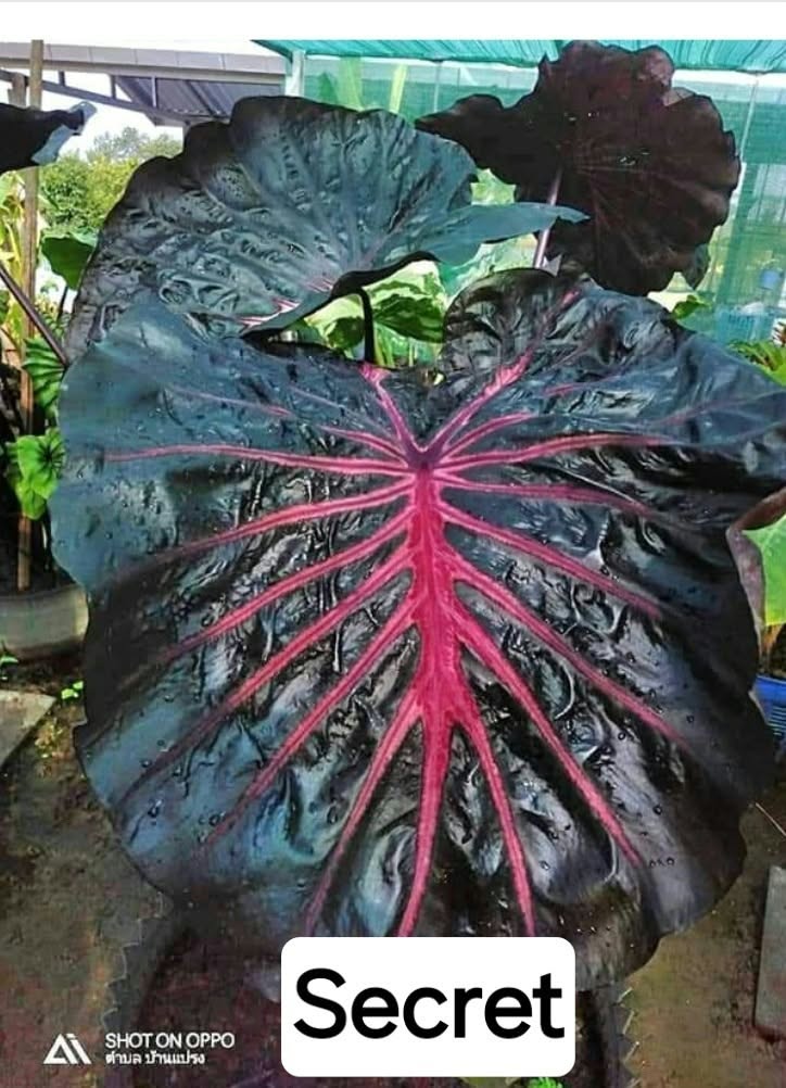Colocasia Secret