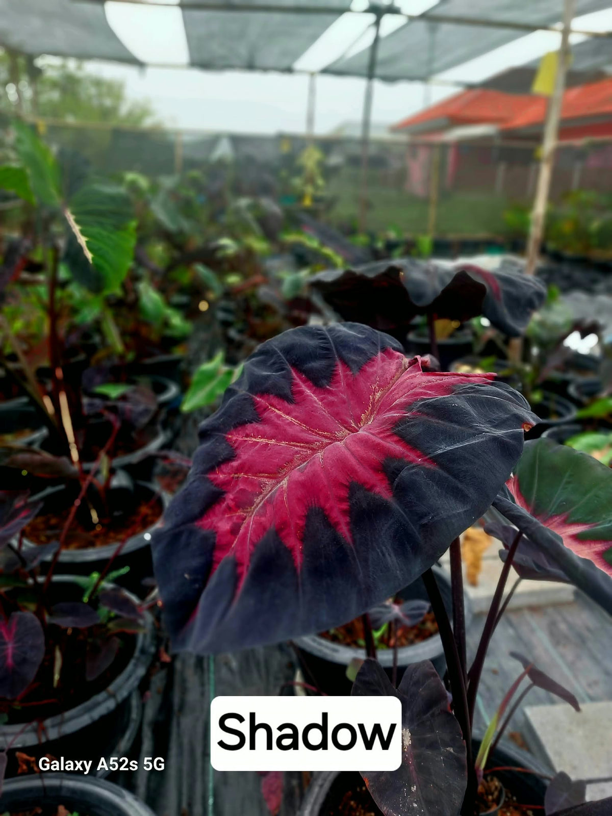 Colocasia Shadow